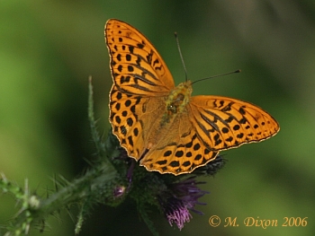 Silverwashed fritillary with wings open