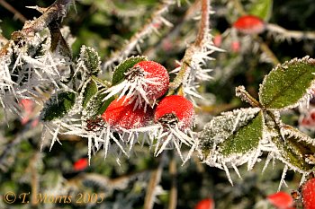 Rose hips in frost