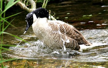 Canada goose splasing in river Test