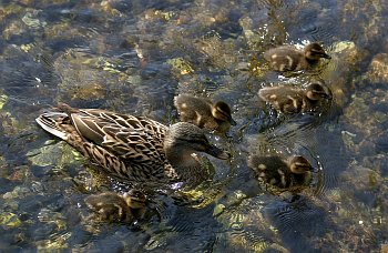 Mother malard and ducklings