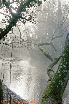River Test in mist
