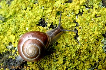 Snail on lichen