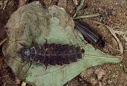 Male and female Glow-worm