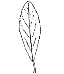 Blacthorn leaf