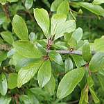 Blackthorn leaves