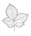 Bramble leaf