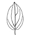 Buckthorn leaf