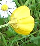 Bulbous buttercup flower