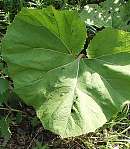 Butterbur leaf