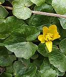Lesser celandine flower