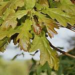 Common oak leaves