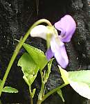 Dog violet flower