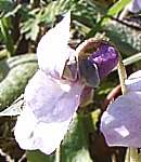 Early dog violet flower