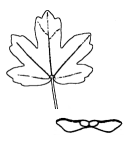 Field maple leaf