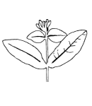 Honeysuckle leaf