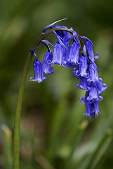 A Bluebell