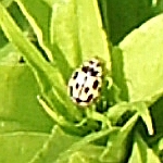 14-spot ladybird