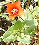 Scarlet pimpernel plant
