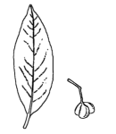 Spindle leaf and fruit