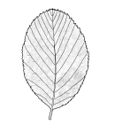 Whitebeam leaves