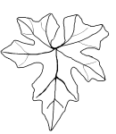 White bryony leaf
