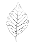 Wych elm leaf
