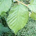 Wych elm leaves