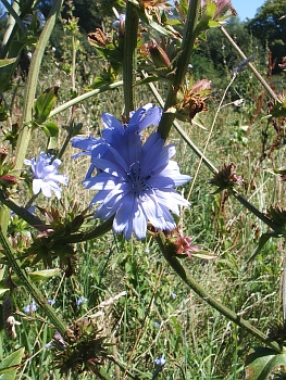 Flower of chicory