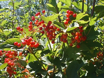 Guelder rose with red fruit