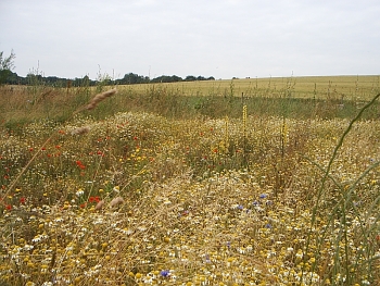 Wildflower bloom in July 2007