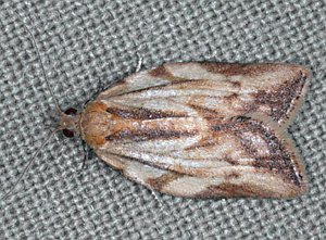 Light Brown Apple Moth - Female