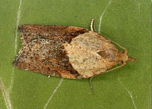 Light Brown Apple Moth - Male