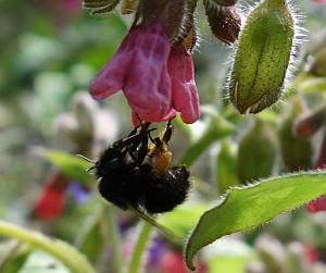 Hairy-footed Flower Bee on Lungwort