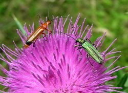 Two colourful beetles on a flower head