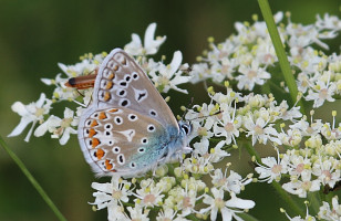 Common Blue, wings closed