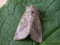 Butterbur moth