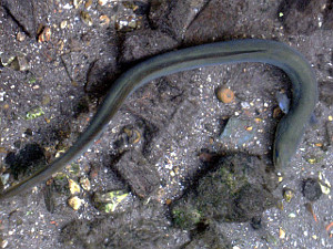 Eel in river Test