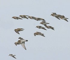 Flock of Golden Plover in flight