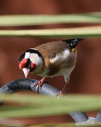 Goldfinch on feeder