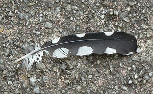Feather of Greater Spotted Woodpecker