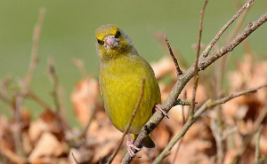 Greenfinch male