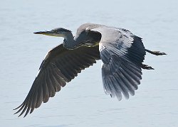 Grey Heron in flight over water