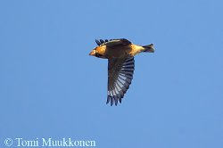 Hawfinch in flight