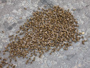 Swarm of honeybees