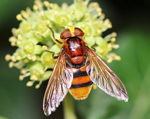 Hornet Mimic Hoverfly