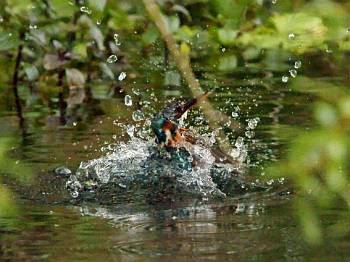 Kingfisher diving