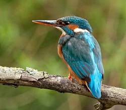female Kingfisher