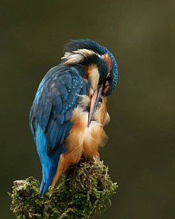 Kingfisher preening