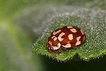 18-spot Ladybird