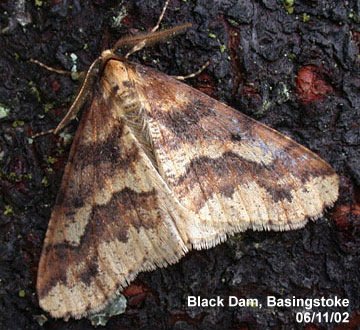 Mottled Umber moth